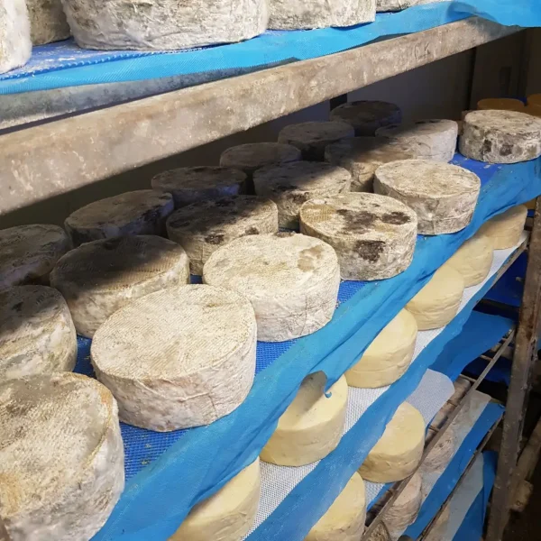 The Someset cheese companies cheese rinding room