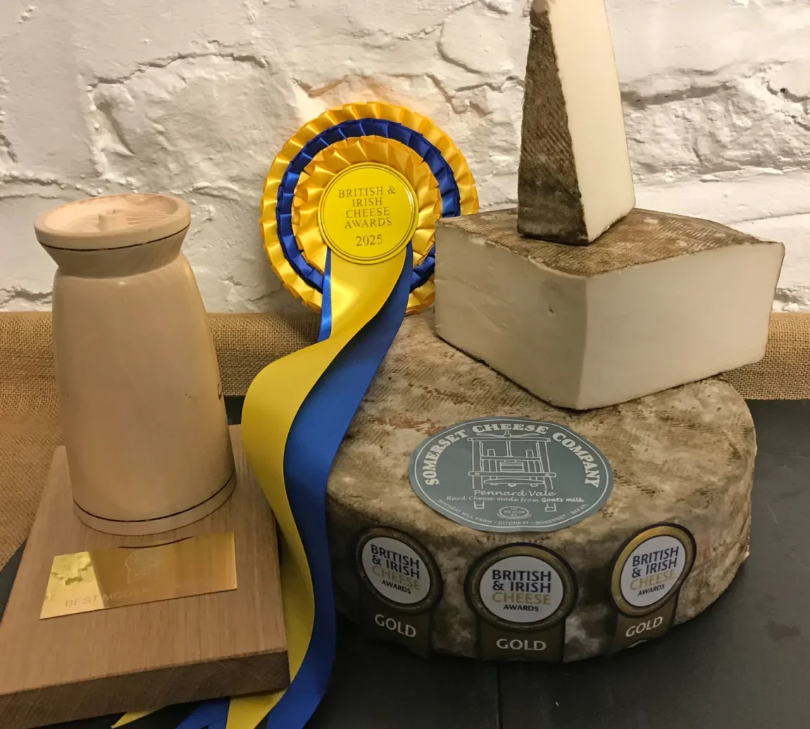 Pennard Vale goats cheese winning the gold medal for Best Modern British Cheese at the British & Irish Cheese Awards 2025!